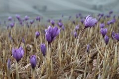 کارگاه فناورانه کاشت زعفران بدون خاک مرکز رشد گیاهان دارویی جهاددانشگاهی یزد 