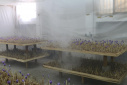 کارگاه فناورانه کاشت زعفران بدون خاک مرکز رشد گیاهان دارویی جهاددانشگاهی یزد 