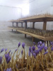 کاشت زعفران بدون خاک در مرکز رشد گیاهان دارویی  سازمان جهاددانشگاهی یزد