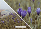 برگزاری کارگاه آموزشی کاشت زعفران بدون خاک در مرکز رشد گیاهان دارویی جهاددانشگاهی یزد