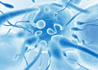 نتایج مقاله‌ی برگزیده‌ی کنگره‌ی بین‌المللی رویان اعلام شد؛ بررسی تاثیر روشی خاص برای آماده‌سازی اسپرم بر کیفیت جنین