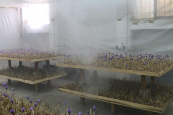 کارگاه فناورانه کاشت زعفران بدون خاک در مرکز رشد سازمان جهاددانشگاهی استان یزد
